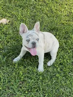 Merle (Blue Ribbon), a male French Bulldog for sale in Slidell, LA – Photo 4 of 5