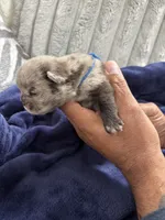 Merle (Blue Ribbon), a male French Bulldog for sale in Slidell, LA – Photo 3 of 5