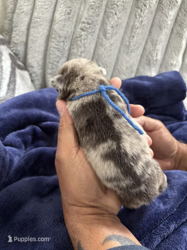 Merle (Blue Ribbon) – French Bulldog puppy for sale in Slidell, LA