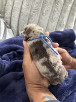 Merle (Blue Ribbon), a male French Bulldog for sale in Slidell, LA – Photo 1 of 5