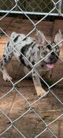 Merle, a female French Bulldog for sale in Slidell, LA – 2 of 5