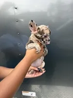 Merle 2, a female French Bulldog for sale in Slidell, LA – 1 of 9