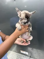 Merle 2, a female French Bulldog for sale in Slidell, LA – 2 of 9