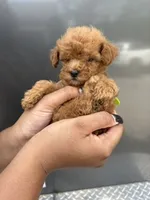 Lime Girl, a female Poodle - Miniature  for sale in Slidell, LA – 2 of 6
