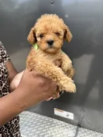 Green Boy, a male Poodle - Miniature  for sale in Slidell, LA – 2 of 6