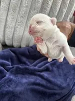 Koi Frenchie, a female French Bulldog for sale in Slidell, LA – Photo 2 of 7