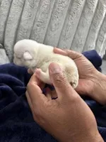 Koi Frenchie, a female French Bulldog for sale in Slidell, LA – Photo 5 of 7