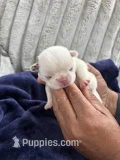 Koi Frenchie – French Bulldog puppy for sale in Slidell, LA