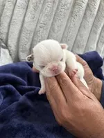 Koi Frenchie, a female French Bulldog for sale in Slidell, LA – Photo 1 of 7