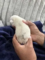 Koi Frenchie, a female French Bulldog for sale in Slidell, LA – Photo 4 of 7