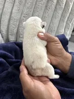 Koi Frenchie, a female French Bulldog for sale in Slidell, LA – Photo 3 of 7