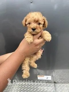 Red boy – Poodle - Miniature  puppy for sale in Slidell, LA
