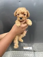 Red boy, a male Poodle - Miniature  for sale in Slidell, LA – 1 of 6