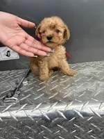 Red boy, a male Poodle - Miniature  for sale in Slidell, LA – 6 of 6