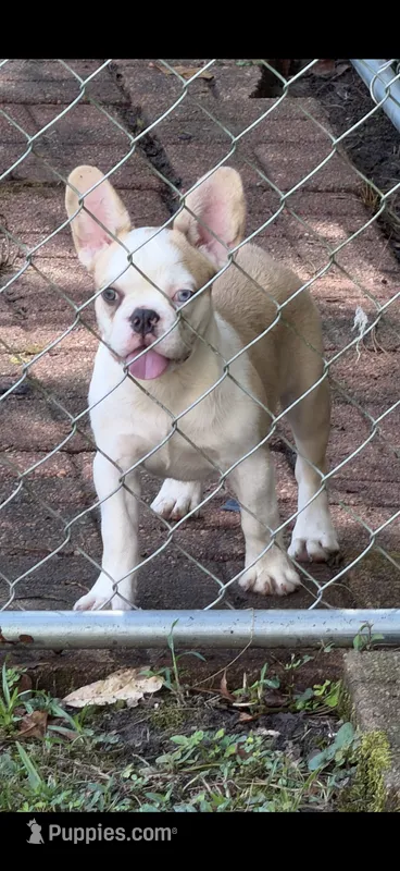  Frenchie  – French Bulldog puppy for sale in Slidell, LA