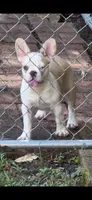  Frenchie , a female French Bulldog for sale in Slidell, LA – 1 of 5