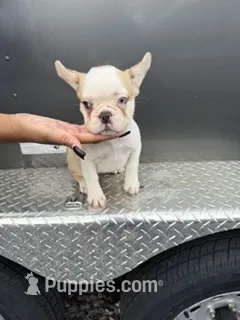 Husky Frenchie  – French Bulldog puppy for sale in Slidell, LA