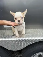 Husky Frenchie , a female French Bulldog for sale in Slidell, LA – 1 of 6
