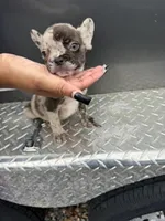 Merle 2, a female French Bulldog for sale in Slidell, LA – 7 of 9