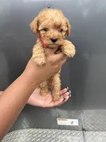 Red boy, a male Poodle - Miniature  for sale in Slidell, LA – 2 of 6
