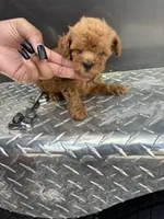 Lime Girl, a female Poodle - Miniature  for sale in Slidell, LA – 4 of 6