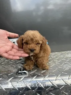 Blue boy – Poodle - Miniature  puppy for sale in Slidell, LA