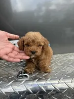 Blue boy, a male Poodle - Miniature  for sale in Slidell, LA – 4 of 5