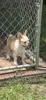  Frenchie , a female French Bulldog for sale in Slidell, LA – 2 of 5