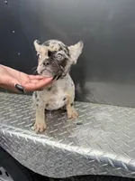 Merle1, a female French Bulldog for sale in Slidell, LA – 1 of 9