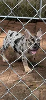 Merle, a female French Bulldog for sale in Slidell, LA – 3 of 5