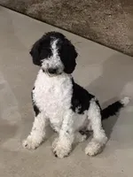 Trixie, a female Sheepadoodle for sale in Slidell, LA – Photo 3 of 3