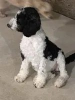 Trixie, a female Sheepadoodle for sale in Slidell, LA – Photo 2 of 3