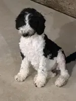 Trixie, a female Sheepadoodle for sale in Slidell, LA – Photo 1 of 3