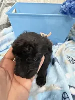 Star, a female Poodle - Miniature  for sale in Slidell, LA – Photo 4 of 5