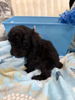 Star, a female Poodle - Miniature  for sale in Slidell, LA – Photo 5 of 5