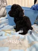 Star, a female Poodle - Miniature  for sale in Slidell, LA – Photo 1 of 5