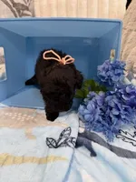 Star, a female Poodle - Miniature  for sale in Slidell, LA – Photo 2 of 5