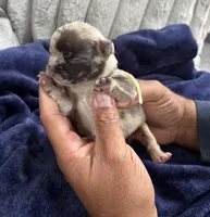 Merle (Yellow Ribbon), a female French Bulldog for sale in Slidell, LA – Photo 1 of 5