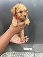 Red boy, a male Poodle - Miniature  for sale in Slidell, LA – 3 of 6