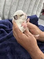 Husky Frenchie , a female French Bulldog for sale in Slidell, LA – Photo 7 of 10