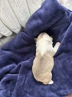 Husky Frenchie , a female French Bulldog for sale in Slidell, LA – Photo 2 of 10