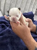 Husky Frenchie , a female French Bulldog for sale in Slidell, LA – Photo 4 of 10