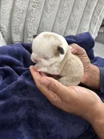 Husky Frenchie , a female French Bulldog for sale in Slidell, LA – Photo 8 of 10