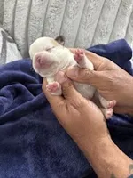 Husky Frenchie , a female French Bulldog for sale in Slidell, LA – Photo 5 of 10