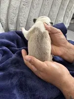 Husky Frenchie , a female French Bulldog for sale in Slidell, LA – Photo 6 of 10