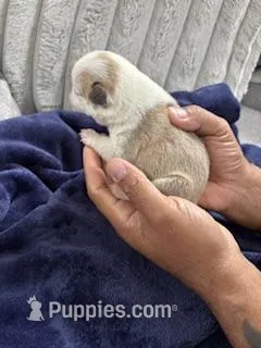 Husky Frenchie  – French Bulldog puppy for sale in Slidell, LA