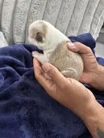 Husky Frenchie , a female French Bulldog for sale in Slidell, LA – Photo 1 of 10