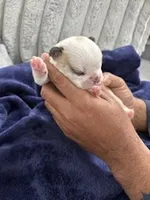 Husky Frenchie , a female French Bulldog for sale in Slidell, LA – Photo 3 of 10