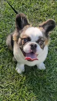 Husky Frenchie , a female French Bulldog for sale in Slidell, LA – Photo 10 of 10