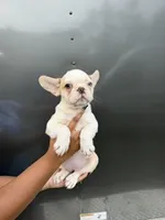 Husky Frenchie , a female French Bulldog for sale in Slidell, LA – 2 of 6